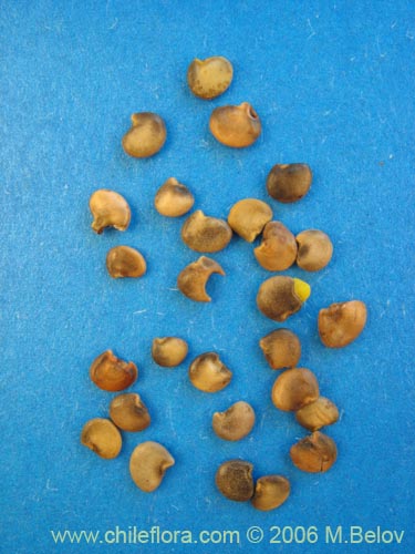 Bild von Adesmia emarginata (Paramela). Klicken Sie, um den Ausschnitt zu vergrössern.