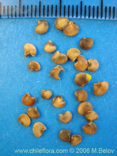 Bild von Adesmia emarginata (Paramela). Klicken Sie, um den Ausschnitt zu vergrössern.