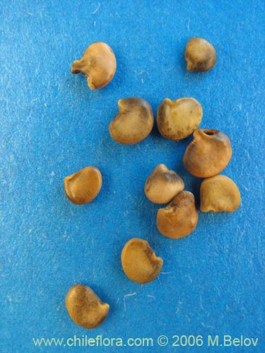 Bild von Adesmia emarginata (Paramela). Klicken Sie, um den Ausschnitt zu vergrössern.