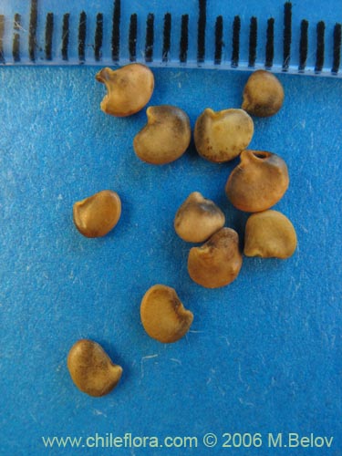 Bild von Adesmia emarginata (Paramela). Klicken Sie, um den Ausschnitt zu vergrössern.