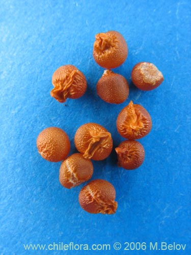 Image of Bomarea salsilla (Salsilla / Zarcilla / Copihuito). Click to enlarge parts of image.