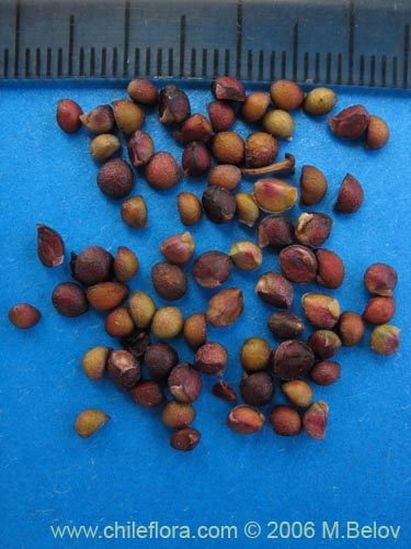 Aristotelia chilensis的照片