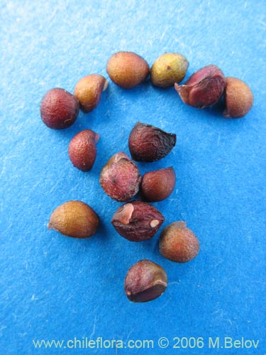 Aristotelia chilensis的照片