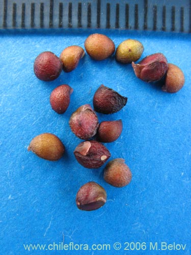 Aristotelia chilensis的照片
