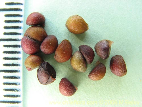 Aristotelia chilensis的照片