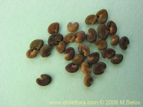 Image of Astragalus looseri (Hierba loca). Click to enlarge parts of image.