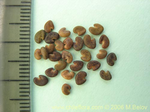 Image of Astragalus looseri (Hierba loca). Click to enlarge parts of image.