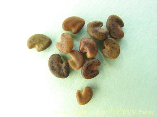 Image of Astragalus looseri (Hierba loca). Click to enlarge parts of image.