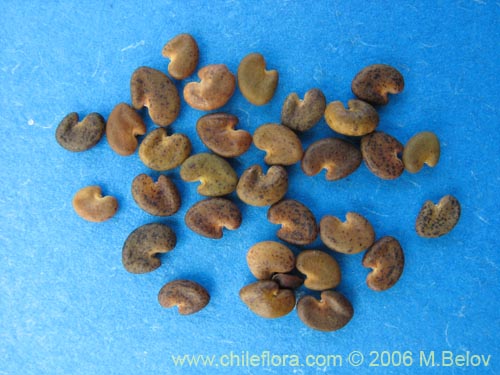 Image of Astragalus looseri (Hierba loca). Click to enlarge parts of image.