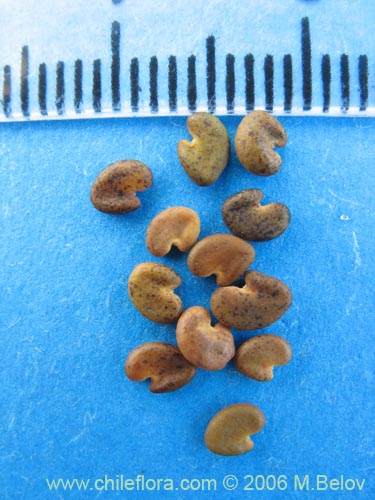 Image of Astragalus looseri (Hierba loca). Click to enlarge parts of image.