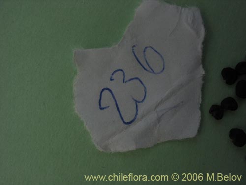 Image of Datura stramonium (Chamico / Miyaya). Click to enlarge parts of image.