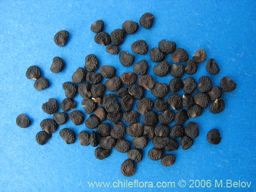 Image of Datura stramonium (Chamico / Miyaya). Click to enlarge parts of image.