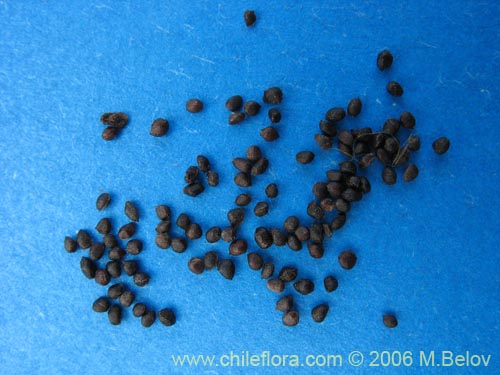 Image of Azara dentada (Aromo de Castilla / Corcolén). Click to enlarge parts of image.