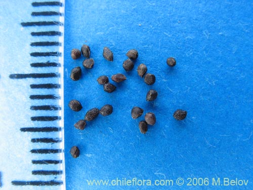 Image of Azara dentada (Aromo de Castilla / Corcolén). Click to enlarge parts of image.