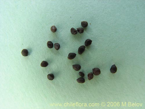 Image of Azara dentada (Aromo de Castilla / Corcolén). Click to enlarge parts of image.