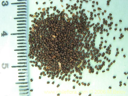 Imágen de Verbascum virgatum (Mitrún). Haga un clic para aumentar parte de imágen.