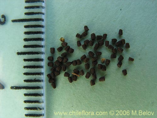 Imágen de Verbascum virgatum (Mitrún). Haga un clic para aumentar parte de imágen.