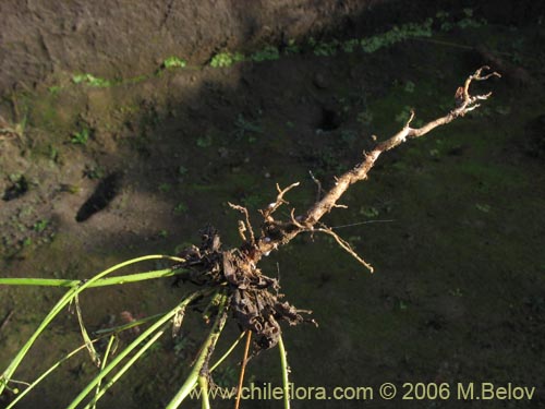 Asteraceae sp. #1843의 사진