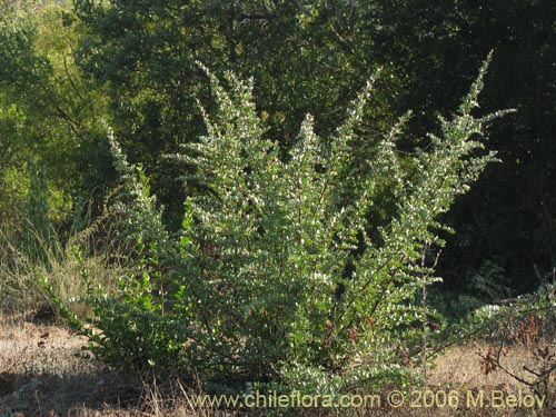 Schinus polygamus의 사진