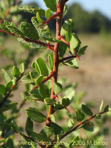 Schinus polygamus의 사진