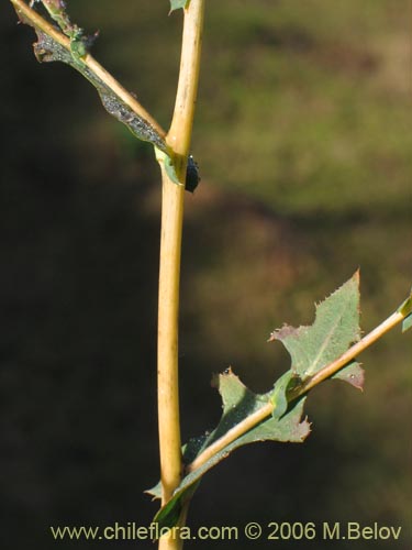 Bild von nicht bestimmte Pflanze sp. #2356 (). Klicken Sie, um den Ausschnitt zu vergrössern.
