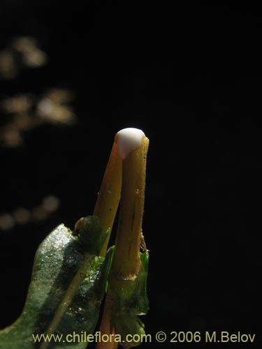 Bild von nicht bestimmte Pflanze sp. #2356 (). Klicken Sie, um den Ausschnitt zu vergrössern.