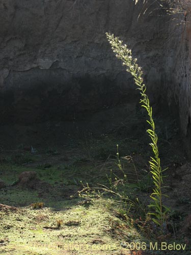 Bild von nicht bestimmte Pflanze sp. #2356 (). Klicken Sie, um den Ausschnitt zu vergrössern.