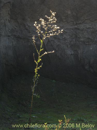 Bild von nicht bestimmte Pflanze sp. #2356 (). Klicken Sie, um den Ausschnitt zu vergrössern.