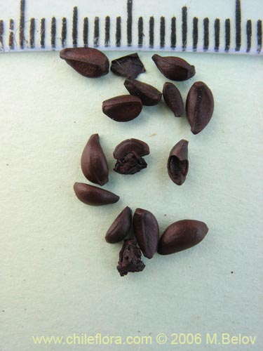 Bild von Berberis montana (Michay / Calafate). Klicken Sie, um den Ausschnitt zu vergrössern.