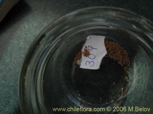 Mitraria coccinea的照片