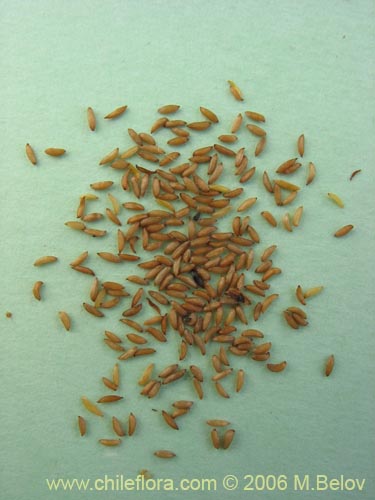 Mitraria coccinea的照片