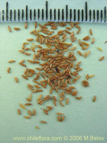 Mitraria coccinea的照片