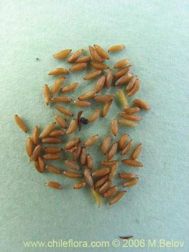 Mitraria coccinea的照片