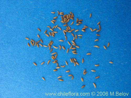 Mitraria coccinea的照片