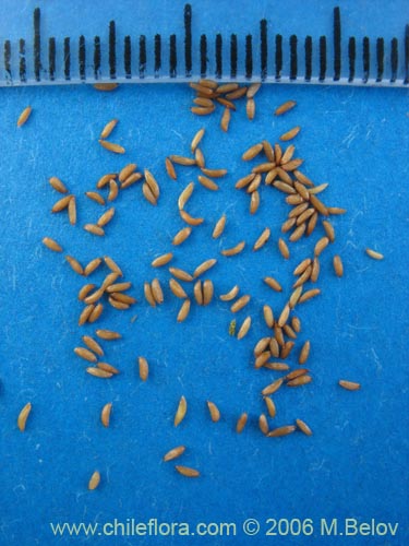 Mitraria coccinea的照片