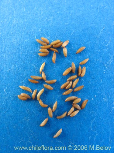 Mitraria coccinea的照片