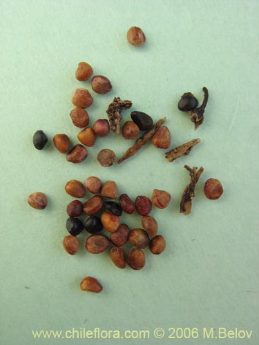 Azara petiolaris의 사진