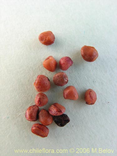 Azara petiolaris의 사진