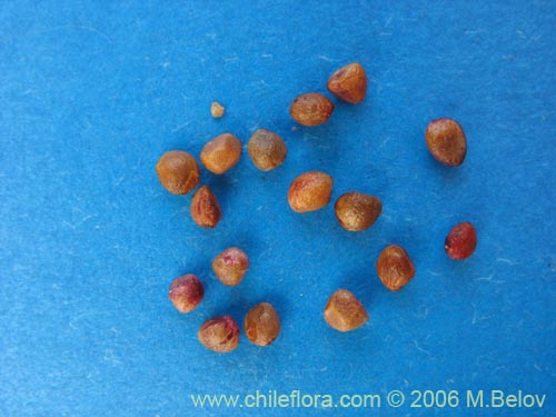 Azara petiolaris의 사진