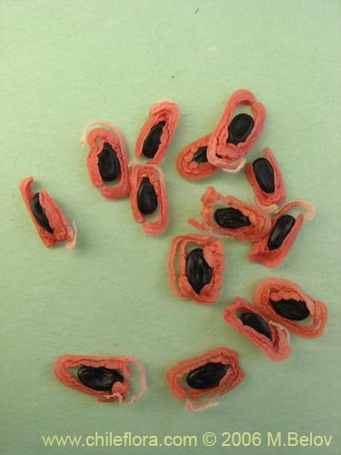 Image of Acacia melanoxylon (Aromo australiano / Acacia negra). Click to enlarge parts of image.