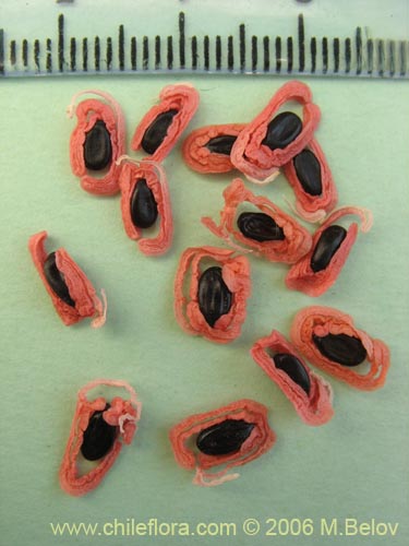 Image of Acacia melanoxylon (Aromo australiano / Acacia negra). Click to enlarge parts of image.