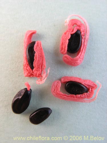 Image of Acacia melanoxylon (Aromo australiano / Acacia negra). Click to enlarge parts of image.