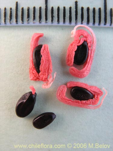 Image of Acacia melanoxylon (Aromo australiano / Acacia negra). Click to enlarge parts of image.