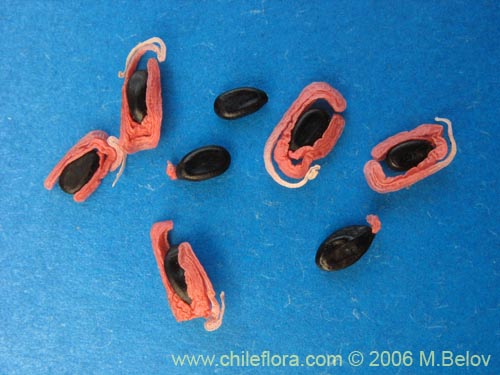 Image of Acacia melanoxylon (Aromo australiano / Acacia negra). Click to enlarge parts of image.