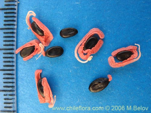 Image of Acacia melanoxylon (Aromo australiano / Acacia negra). Click to enlarge parts of image.