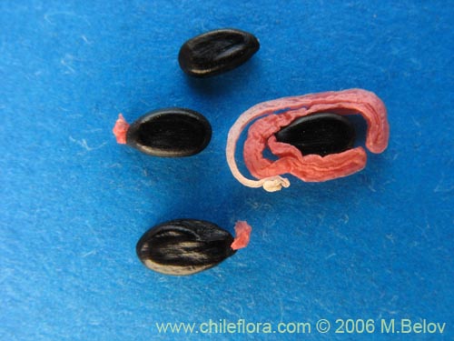 Image of Acacia melanoxylon (Aromo australiano / Acacia negra). Click to enlarge parts of image.