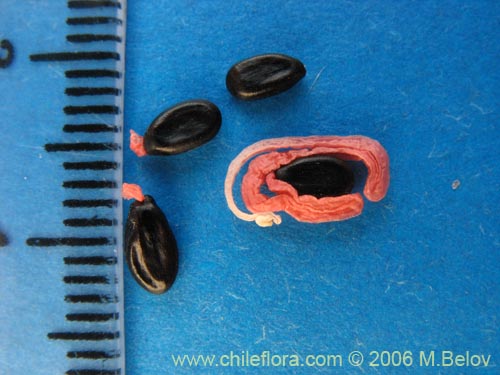 Image of Acacia melanoxylon (Aromo australiano / Acacia negra). Click to enlarge parts of image.