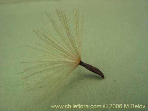 Image of Proustia cuneifolia (Huañil). Click to enlarge parts of image.