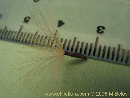 Image of Proustia cuneifolia (Huañil). Click to enlarge parts of image.