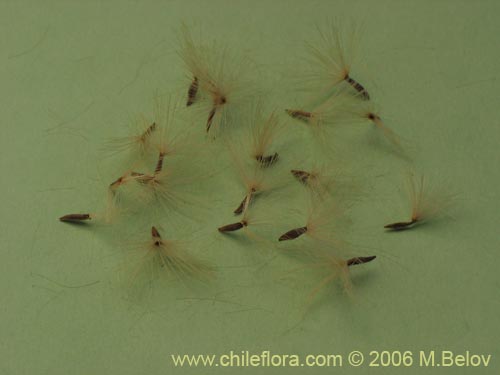 Image of Proustia cuneifolia (Huañil). Click to enlarge parts of image.